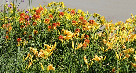 Image showing Day lily.