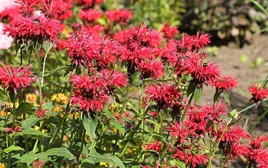 Image showing Monarda.