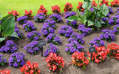 Image showing Floral decorative garden.