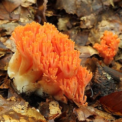 Image showing Ramaria botrytis.