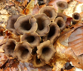 Image showing Craterellus cornucopioides.