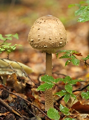 Image showing Macrolepiota procera, parasol mushroom.