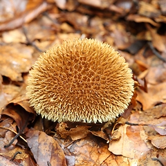 Image showing Lycoperdon echinatum.