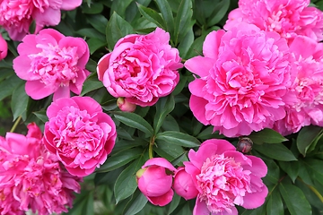 Image showing Peonies.