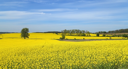 Image showing Blooming rape fields.