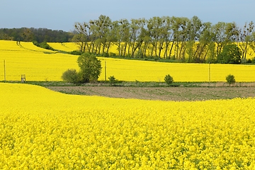 Image showing Blooming rape fields.