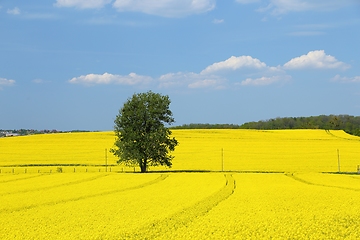 Image showing Blooming rape fields.