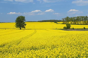 Image showing Blooming rape fields.