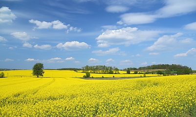 Image showing Blooming rape fields.