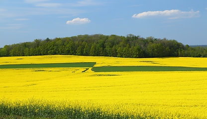 Image showing Blooming rape fields.