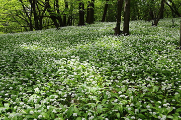 Image showing Ramsons.