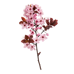 Image showing Spring tree branch with flowers on white