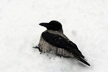 Image showing Hooded Crow, Corvus Cornix, Bathing in Freshly Fallen Snow