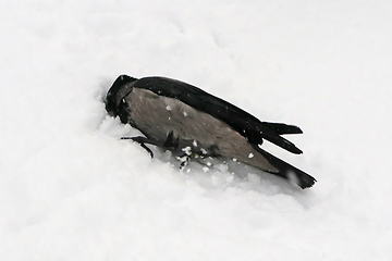 Image showing Hooded Crows, Corvus Cornix, Taking A Snow Bath