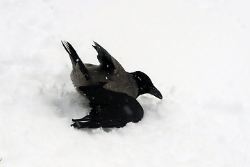 Image showing Hooded Crows, Corvus Cornix, Taking A Snow Bath