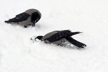 Image showing Hooded Crows, Corvus Cornix, Bathing in Freshly Fallen Snow