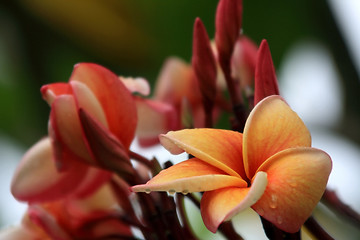 Image showing Frangipani (Plumeria)