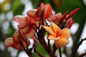 Image showing Frangipani (Plumeria)