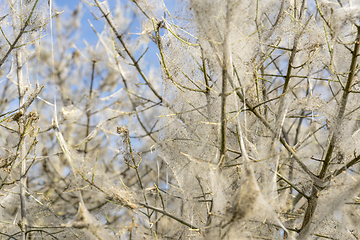 Image showing ermine moth web