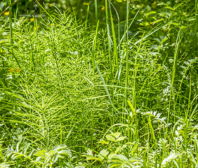 Image showing mostly horsetail plants closeup