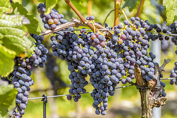 Image showing blue grapes closeup