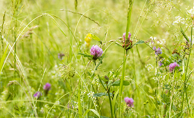 Image showing wildflowers at spring time