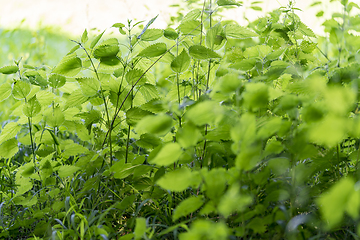 Image showing dense ground cover vegetation