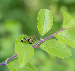 Image showing scorpionfly in natural ambiance