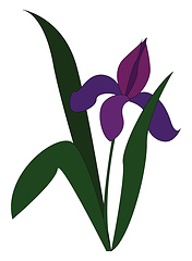 Image showing Purple lily with green leaves vector illustration on white backg