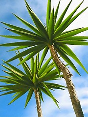 Image showing Palm Trees1