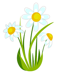 Image showing Drawing of a beautiful chamomile 