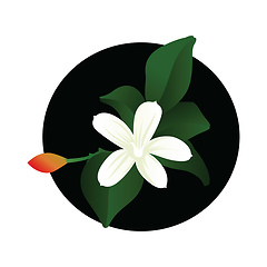 Image showing Vector illustration of white jasmine flower with orange bud and 