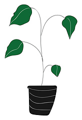 Image showing Houseplant with big green leaves illustration color vector on wh