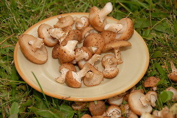 Image showing Mushrooms on the plate