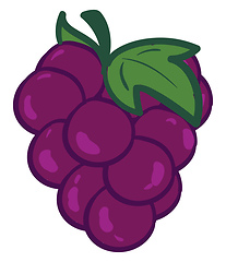 Image showing A bunch of purple grapes vector or color illustration