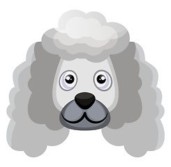 Image showing Poodle illustration vector on white background