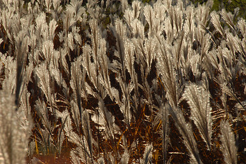 Image showing Autumn grass in a field