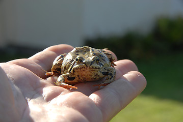 Image showing toad