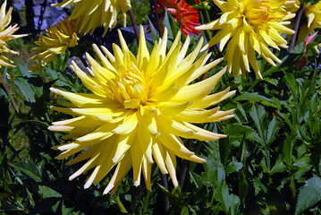 Image showing flowers in my garden