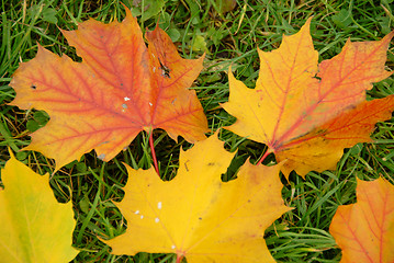 Image showing leaves