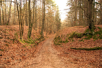 Image showing road in forest