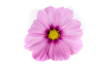 Image showing Pink Cosmos Isolated on White Background