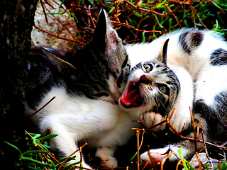 Image showing Vampire Cats Death Grip