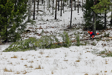 Image showing Logger Cutting a Pine Tree in Winter