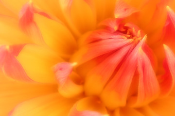 Image showing Orange and Salmon Dahlia