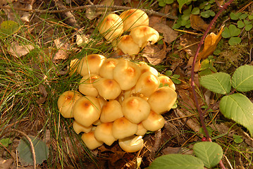 Image showing mushrooms in forest