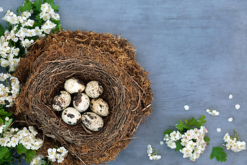 Image showing Healthy Quail Eggs with Spring Hawthorn Blossom