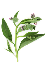 Image showing Comfrey Herb Leaves for Herbal Medicine