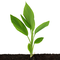 Image showing Turmeric Leaves with Root in Soil 