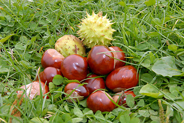 Image showing Chestnuts in grass